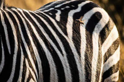 Por que as zebras têm listras? A resposta é mais estranha do que parece