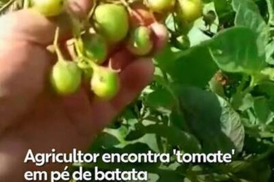 Suspeita de “Tomates” na Batata: Cientistas Explicam Fenômeno Curioso em Minas