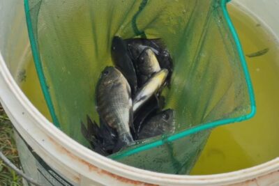 Produção de tilápia cresce no interior paulista com investimento em tecnologia