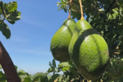 Abacate de Tupã Floresce: Safra Recorde Redime Perdas e Impulsiona Exportações